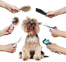 Pet Grooming